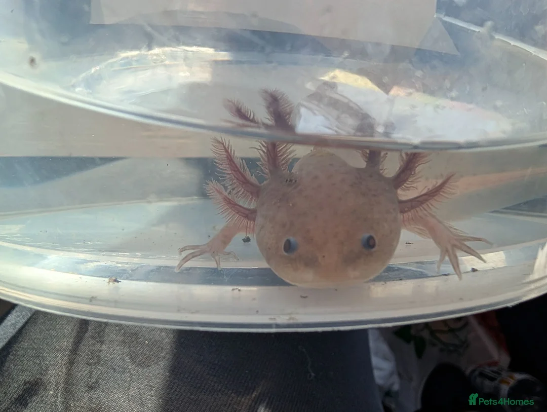 Axolotl reptiles for sale: Copper axanthic Melanoid baby Axolotl - Advert 1