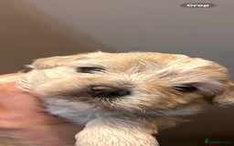 Mixed Breed dogs for sale: Shitzu poodle mix  - Image 4