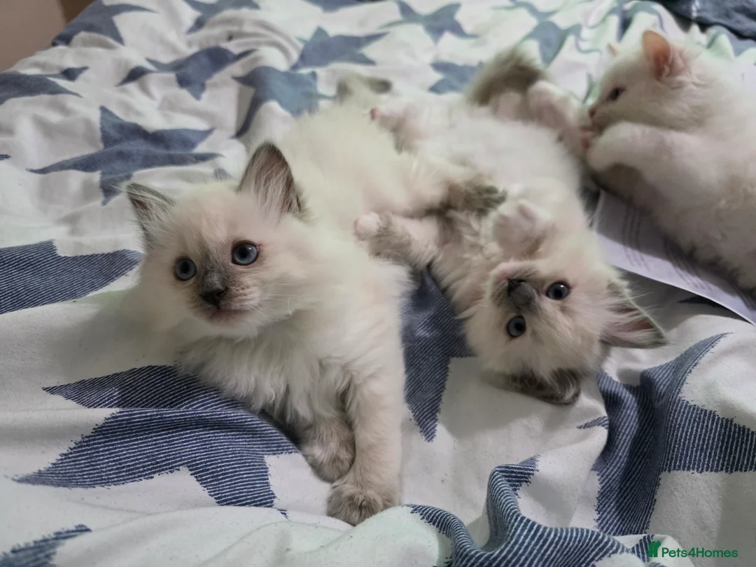 Ragdoll cats for sale: 2 GCCF REGISTERED SISTERS - Advert 8