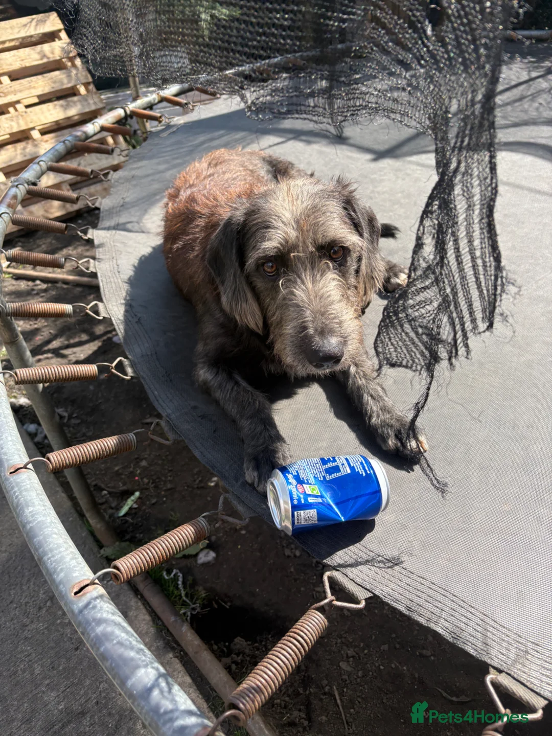 Mixed Breed cats for sale: Kittens for sale  - Advert 2