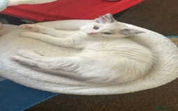Ragdoll cats for sale: 3 beautiful GCCF Ragdoll Kittens  - Image 12