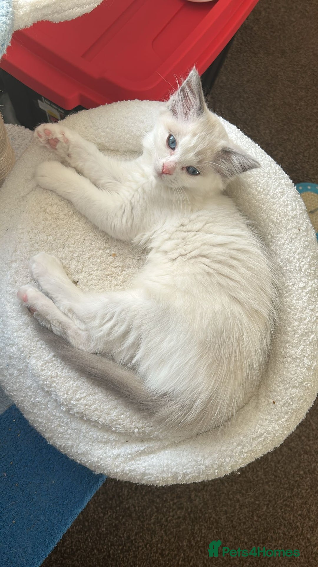 Ragdoll cats for sale: 3 beautiful GCCF Ragdoll Kittens  - Image 12