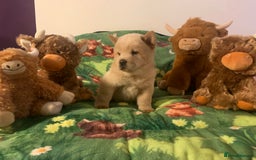 Chow Chow dogs for sale: 5 Chow Chow Puppies - Image 15