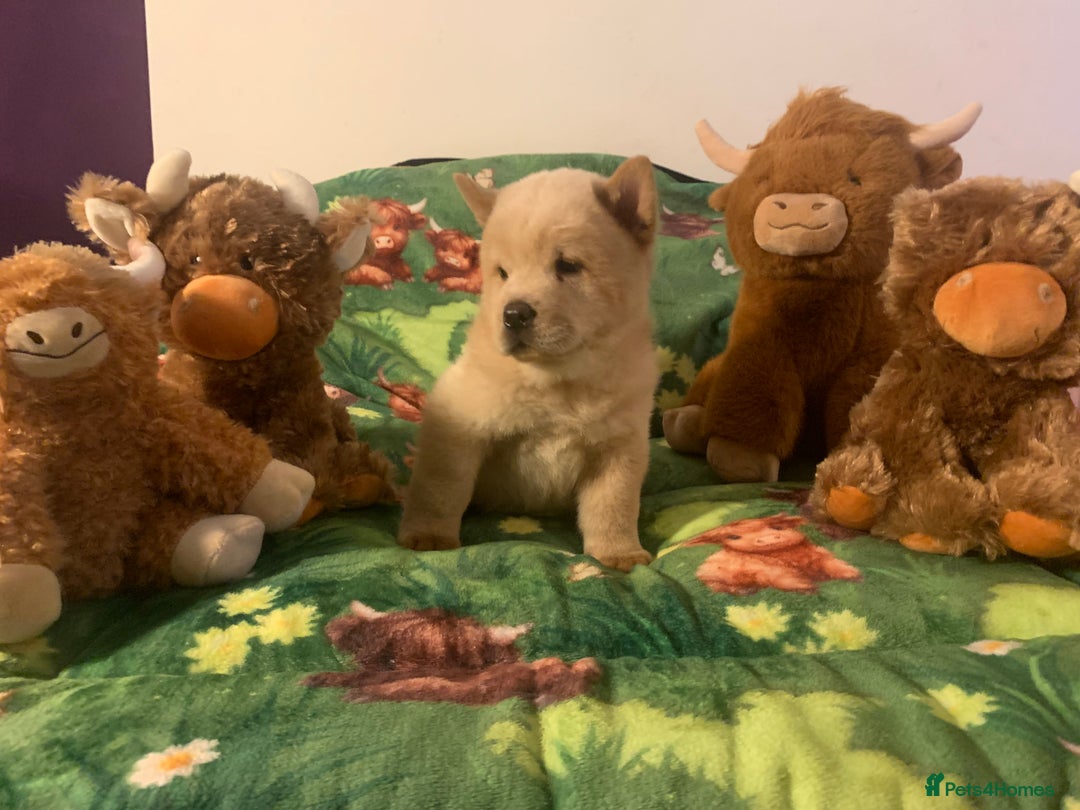 Chow Chow dogs for sale: 5 Chow Chow Puppies - Image 15