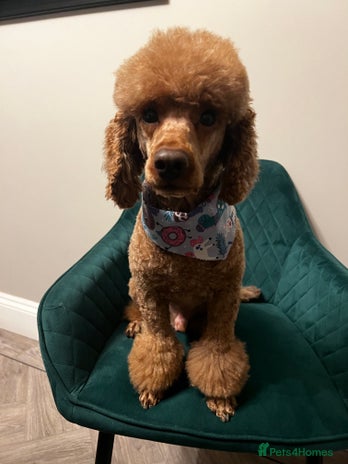 Cocker Spaniel dogs for stud in Spennymoor - Advert 4