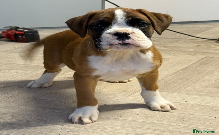 Boxer dogs - Advert 1