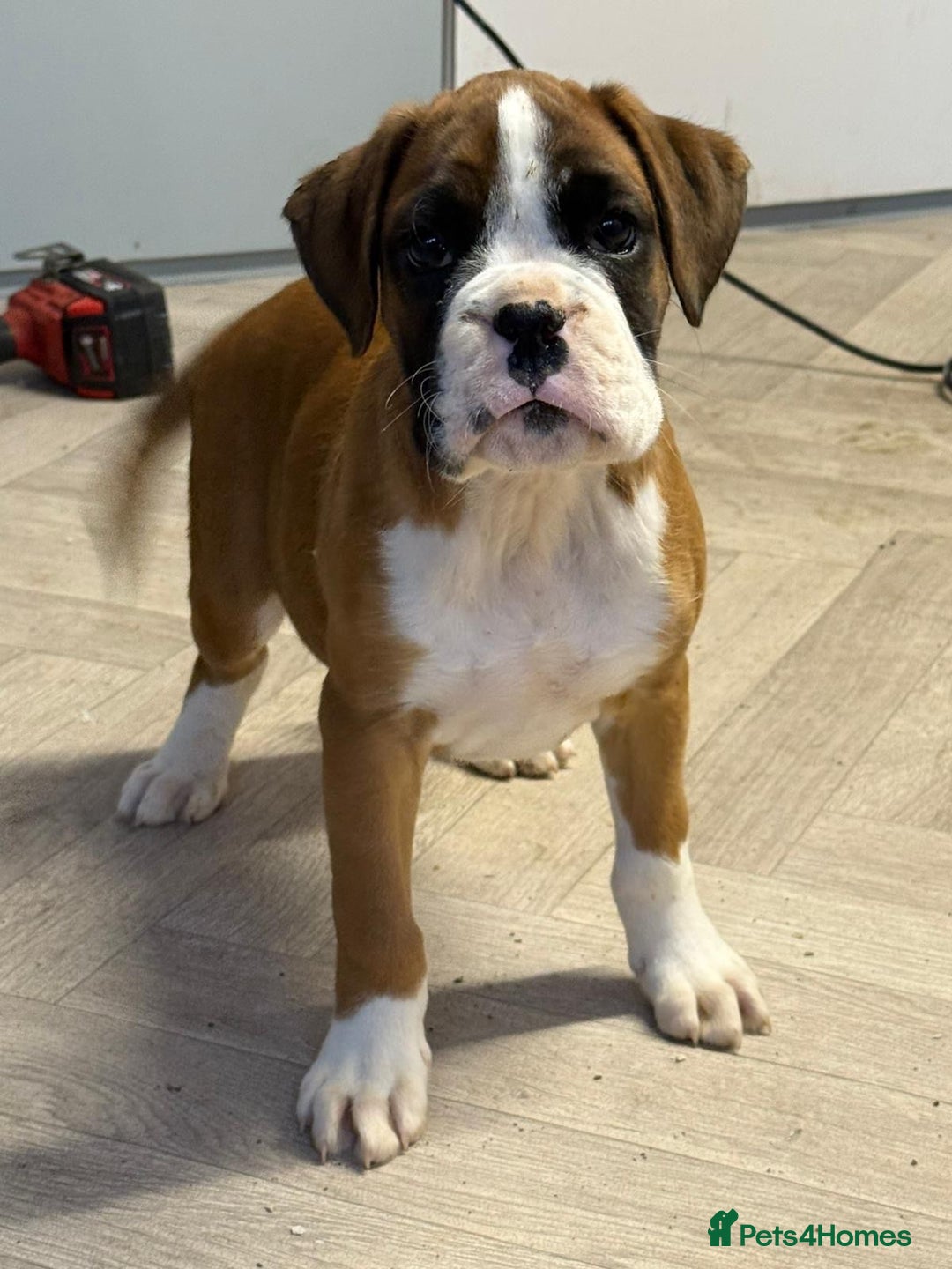 Boxer dogs for sale: Boxer male puppy - Image 1