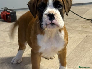 Boxer dogs - Advert 23