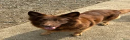 German Shepherd dogs for sale: CHOCOLATE AND TAN LONG COATED GERMAN SHEPARDS  - Advert 12