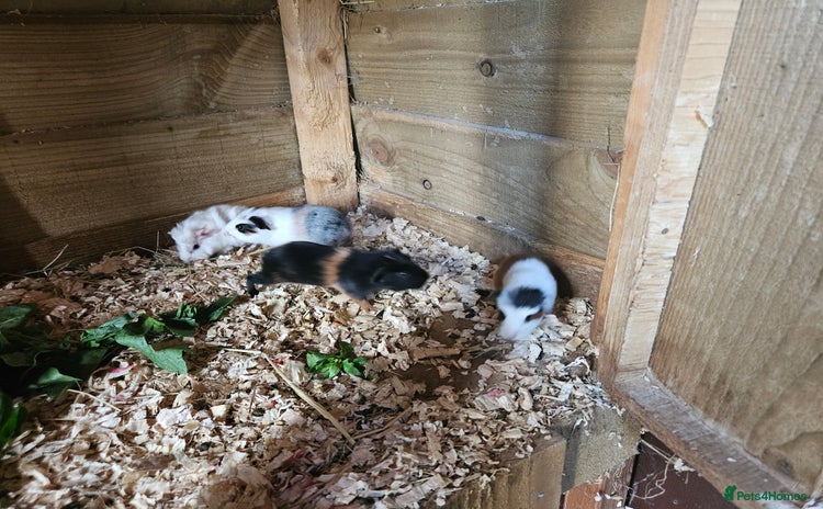 Guinea Pig rodents - Advert 1