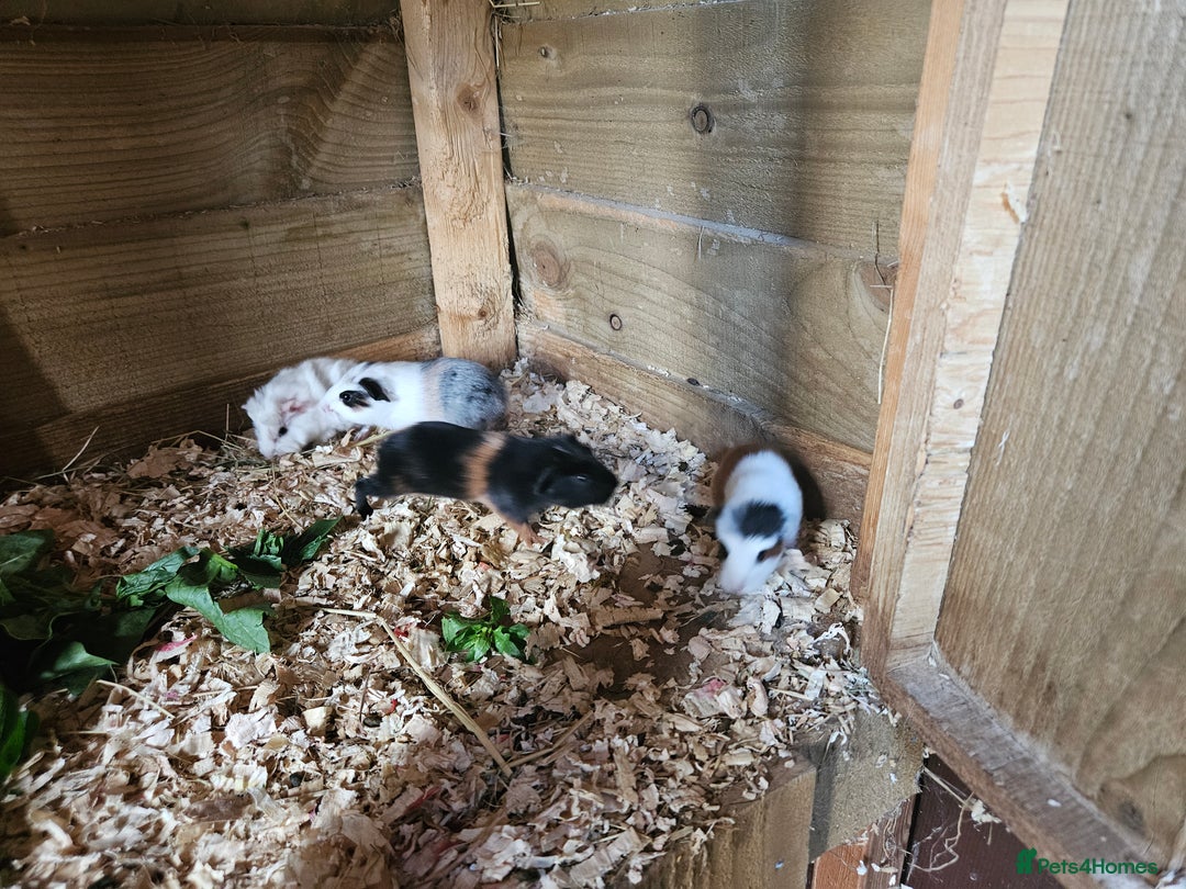 Guinea Pig rodents for sale: 4 beautiful female guinea pigs  - Image 1