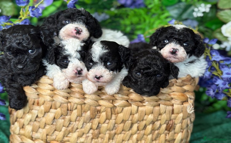 Toy Poodle dogs - Advert 3