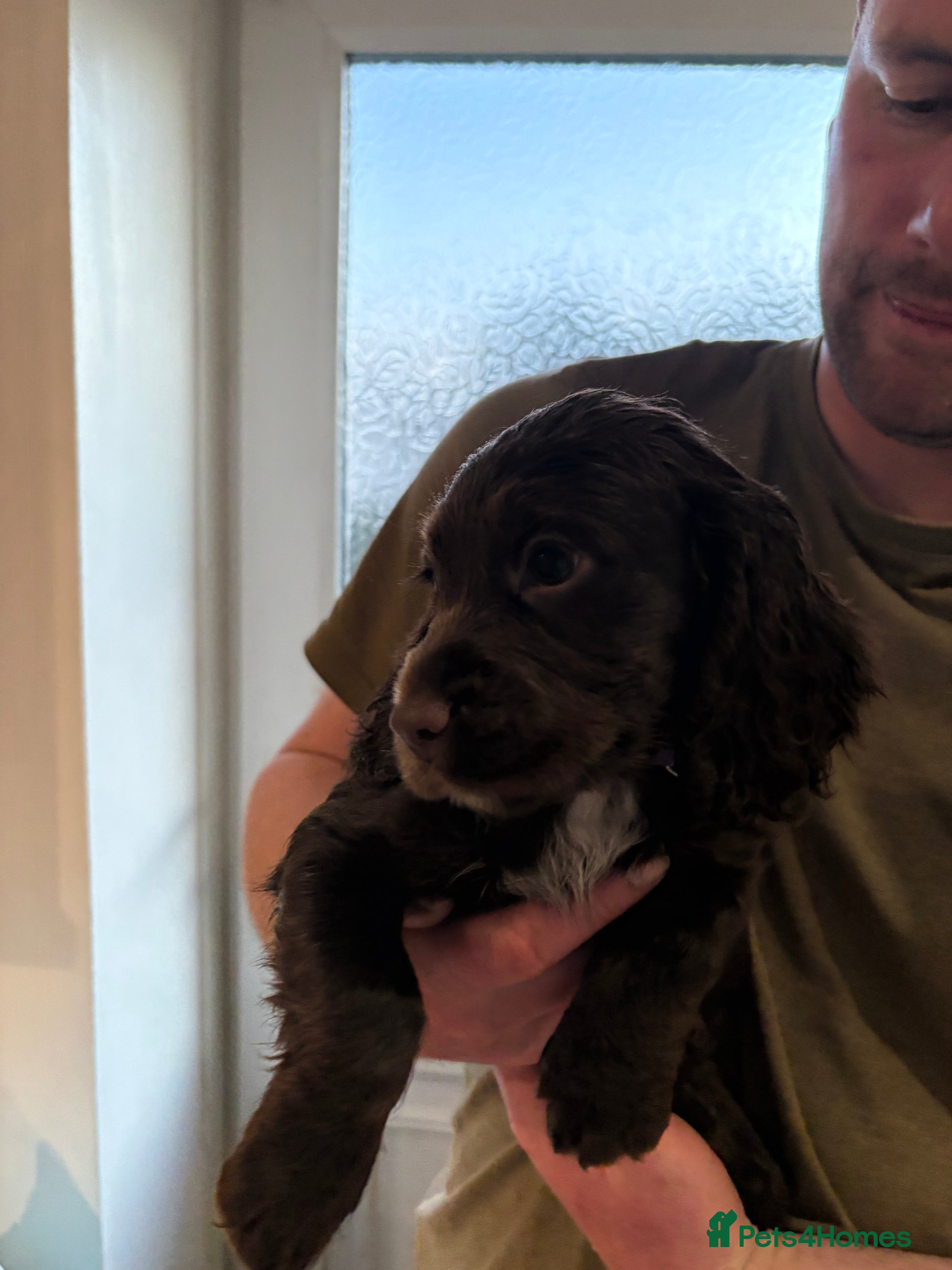 Cocker Spaniel dogs KC registered male cocker spaniel 12 weeks old - Advert 6