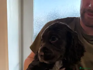 Cocker Spaniel dogs KC registered male cocker spaniel 12 weeks old - Advert 6