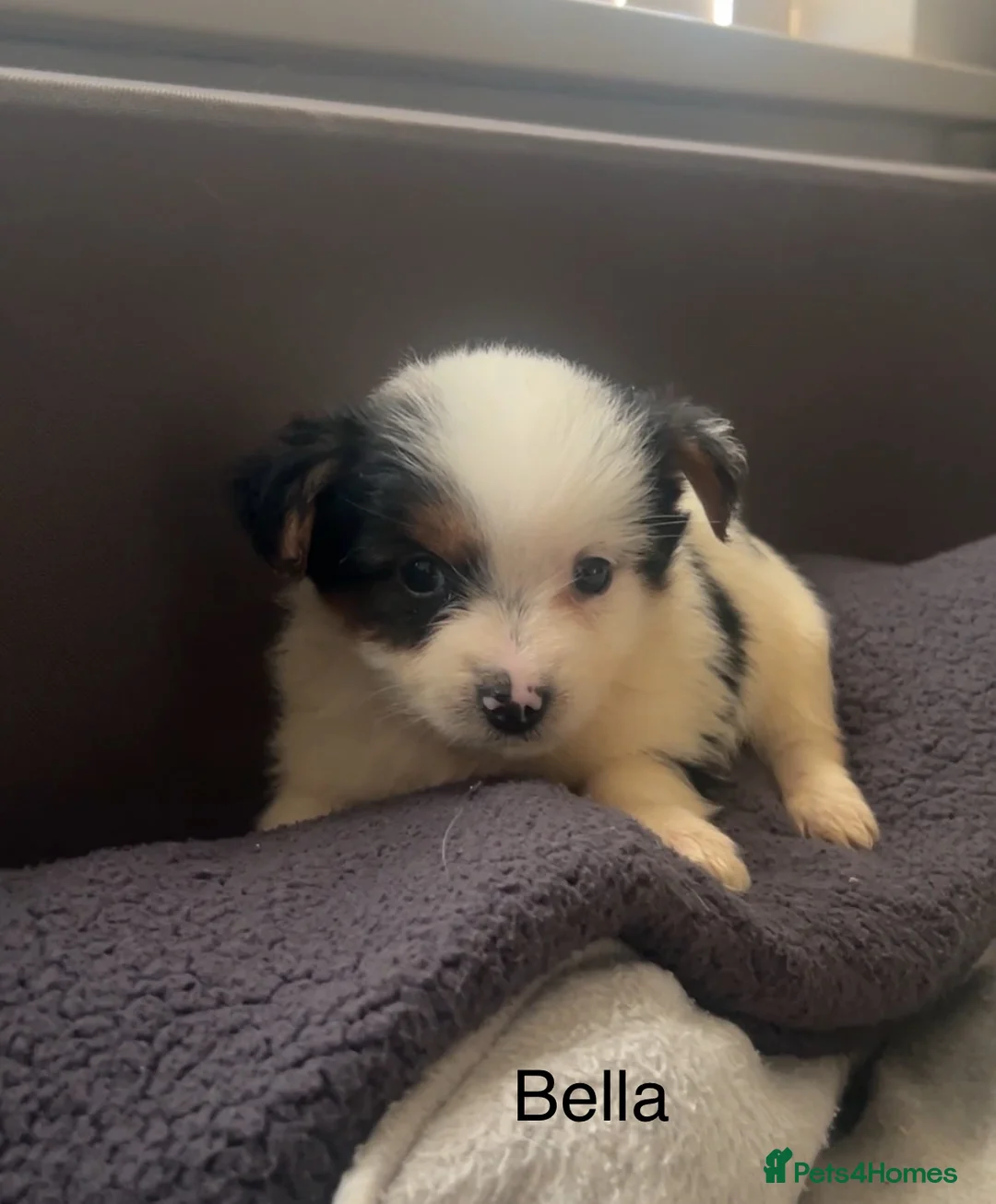 Biewer Terrier dogs for sale: Beautiful Biewer terrier puppies for sale  - Advert 12
