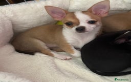Chihuahua dogs for sale: Our beautiful Chihuahua puppies  - Image 4