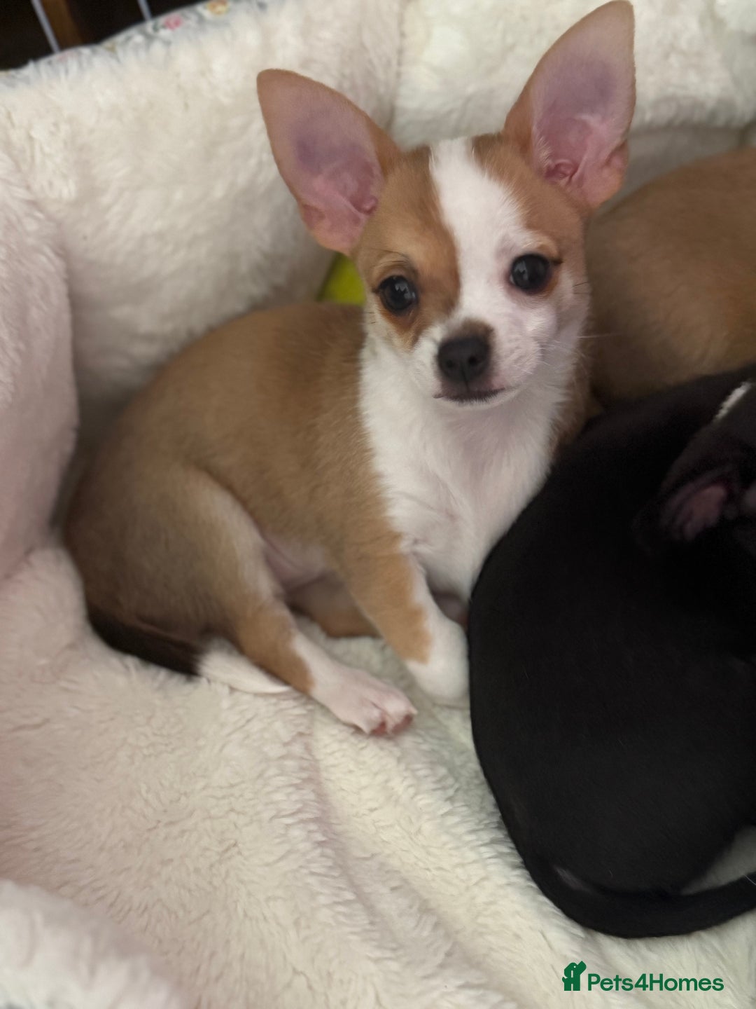 Chihuahua dogs for sale: Our beautiful Chihuahua puppies  - Image 4