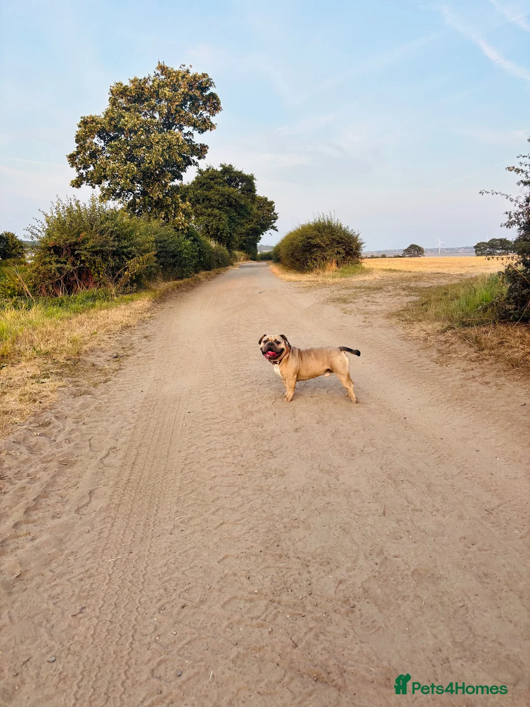 Mixed Breed dogs for sale: Stan. Micro Bully x French bulldog in Widnes - Advert 2