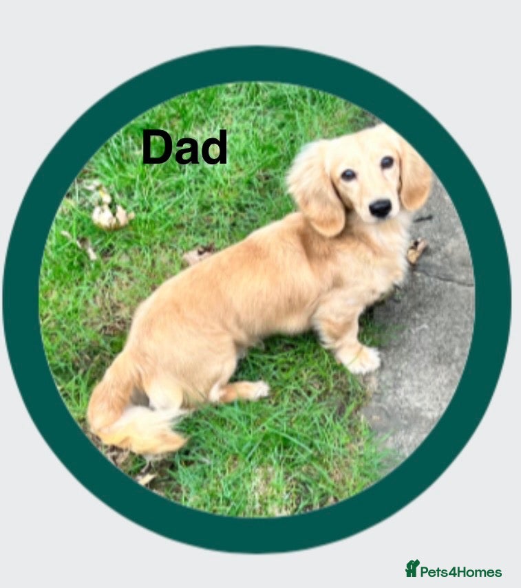 Miniature Dachshund dogs Exceptional KC Registered Miniature Dachshunds  - Advert 2
