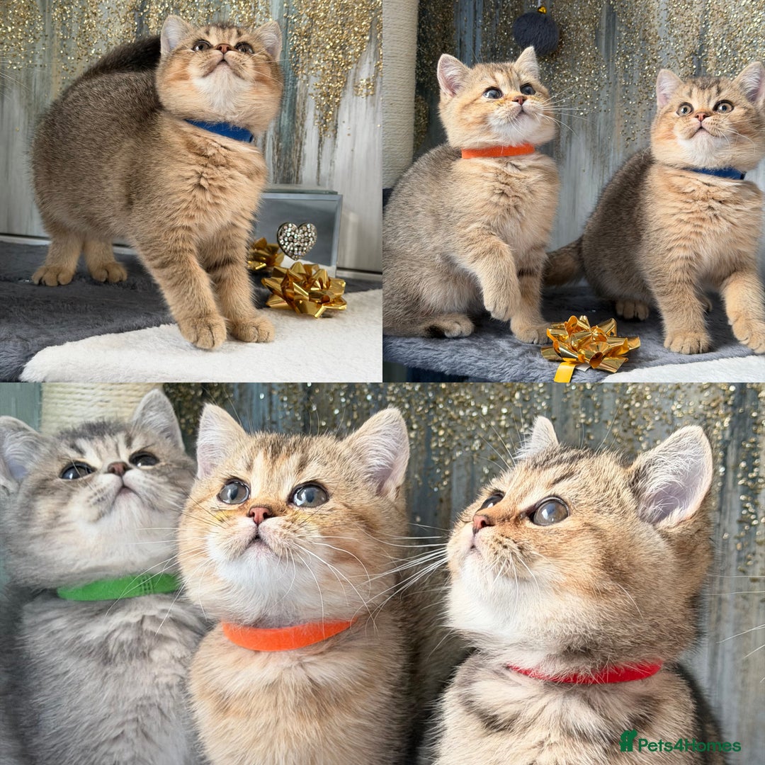 British Shorthair cats for sale: British shorthair Golden kittens TICA - Advert 6