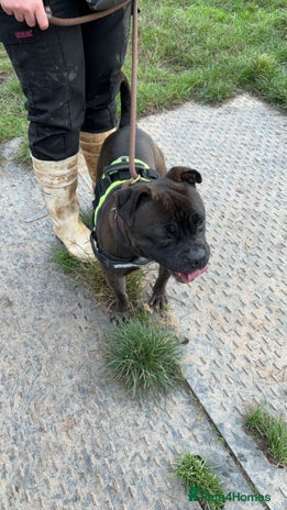 Mixed Breed dogs - Advert 9