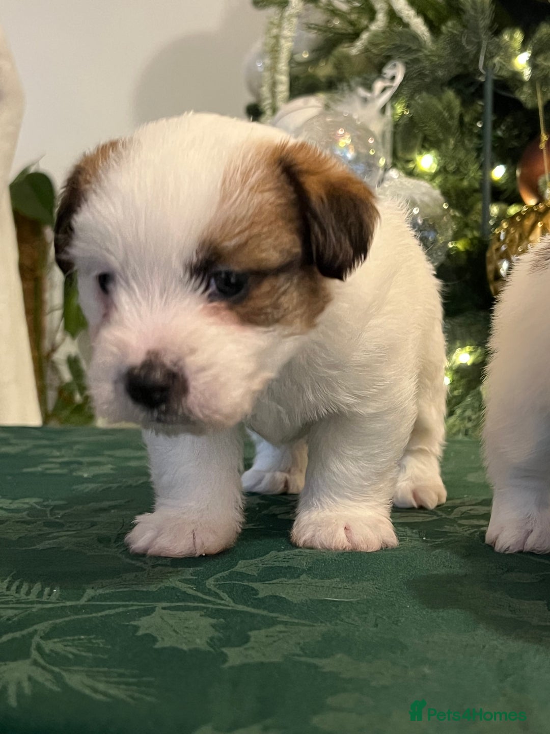 Jack Russell dogs for sale: KC registered rough coated JR pups - Advert 22