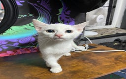 Mixed Breed cats for sale: Kittens ready to go!!😸 - Image 7