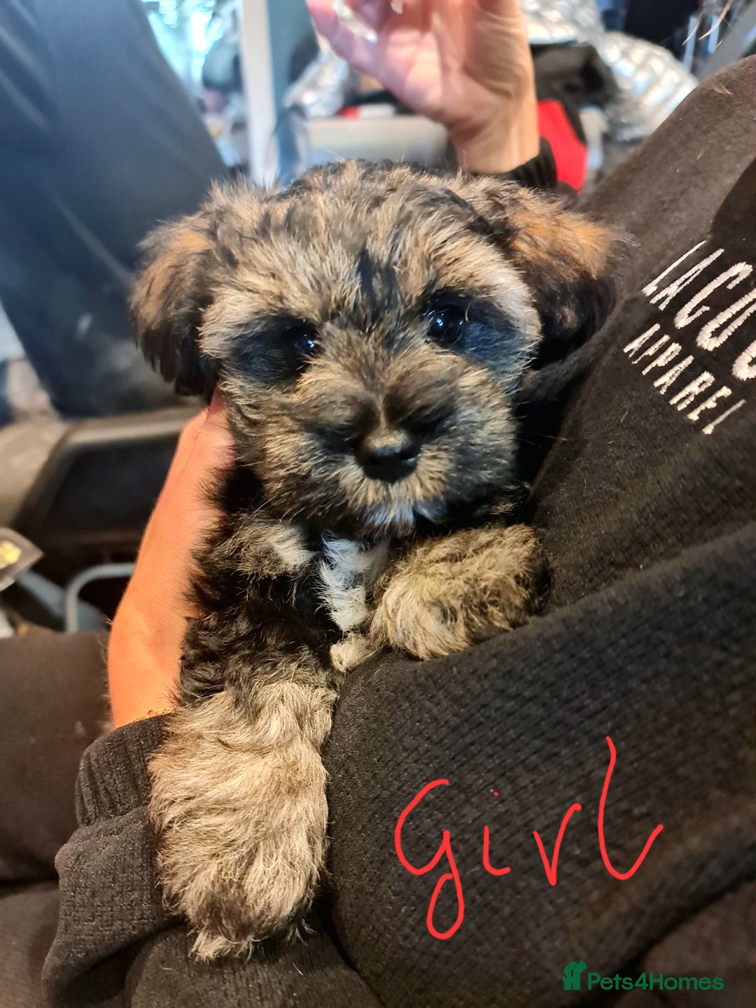 Mixed Breed dogs for sale: Mini Schnaucer/YorkshireTerrier Biewar - Image 7