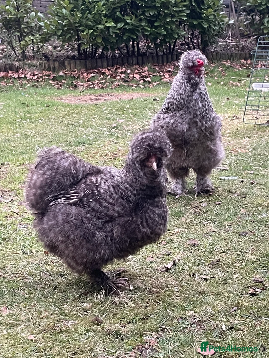 Chickens poultry for sale: Cuckoo silkies  - Advert 2