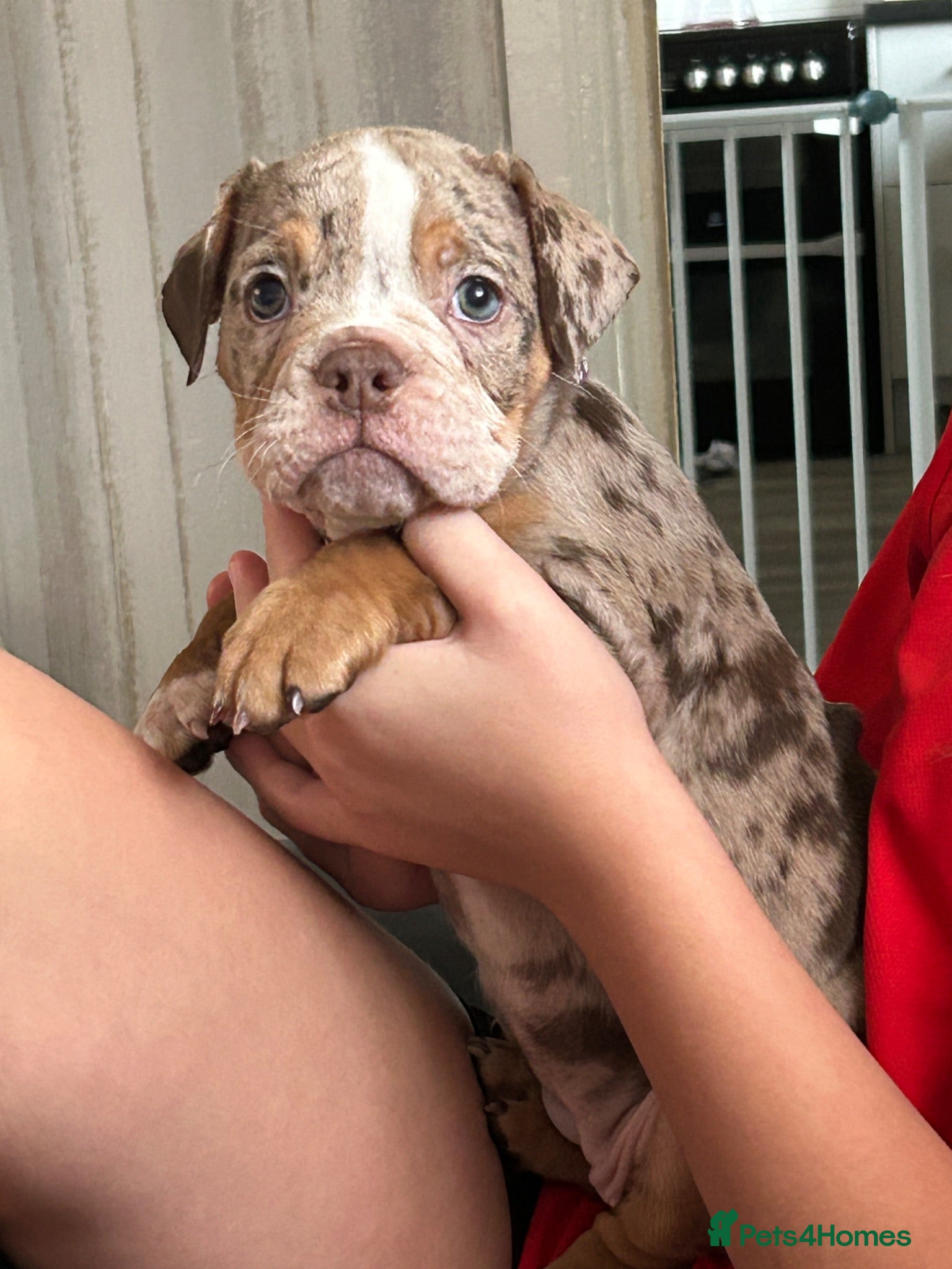 Dorset Olde Tyme Bulldogge dogs ⭐️olde English bulldog puppies ⭐️ - Advert 2