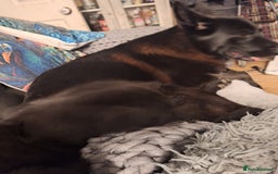 Mixed Breed dogs for sale: Lovely boy for sale  - Image 2