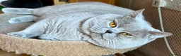 British Shorthair cats for stud: Stunning lilac boy for stud, active GCCF andTICA! - Advert 1