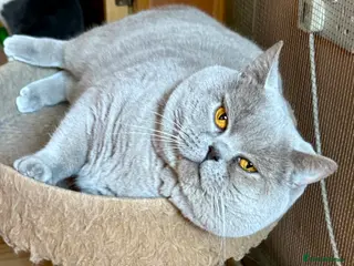 British Shorthair cats Stunning lilac boy for stud, active GCCF andTICA! - Advert 16