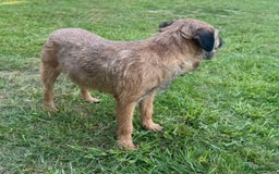 Border Terrier dogs for sale: Border terrier puppies for sale - Image 15