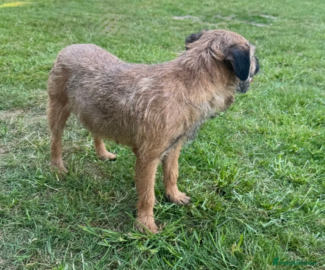 Border Terrier dogs for sale: Border terrier puppies for sale - Image 15