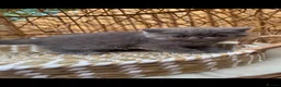 Exotic cats for sale: Exotic kittens  - Advert 9