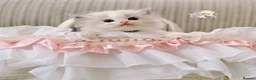 Ragdoll cats for sale: Blue Tabby mitted  - Advert 4