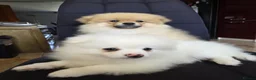 Pomeranian dogs for sale: Beautiful pomeranian  puppies ready to go - Advert 6