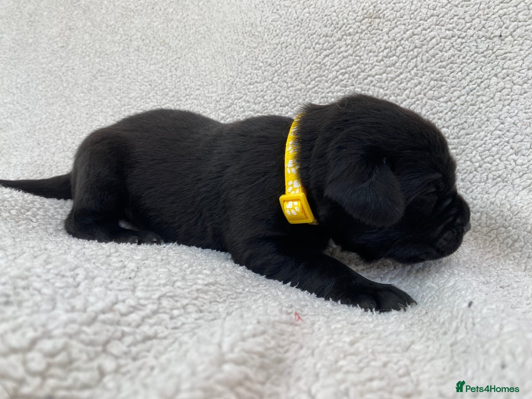 Labrador Retriever dogs for sale: Stunning Labrador Puppies - Image 23