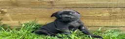Staffordshire Bull Terrier dogs for sale: KC registered Staffordshire Bull Terrier Puppies in Axbridge - Advert 16