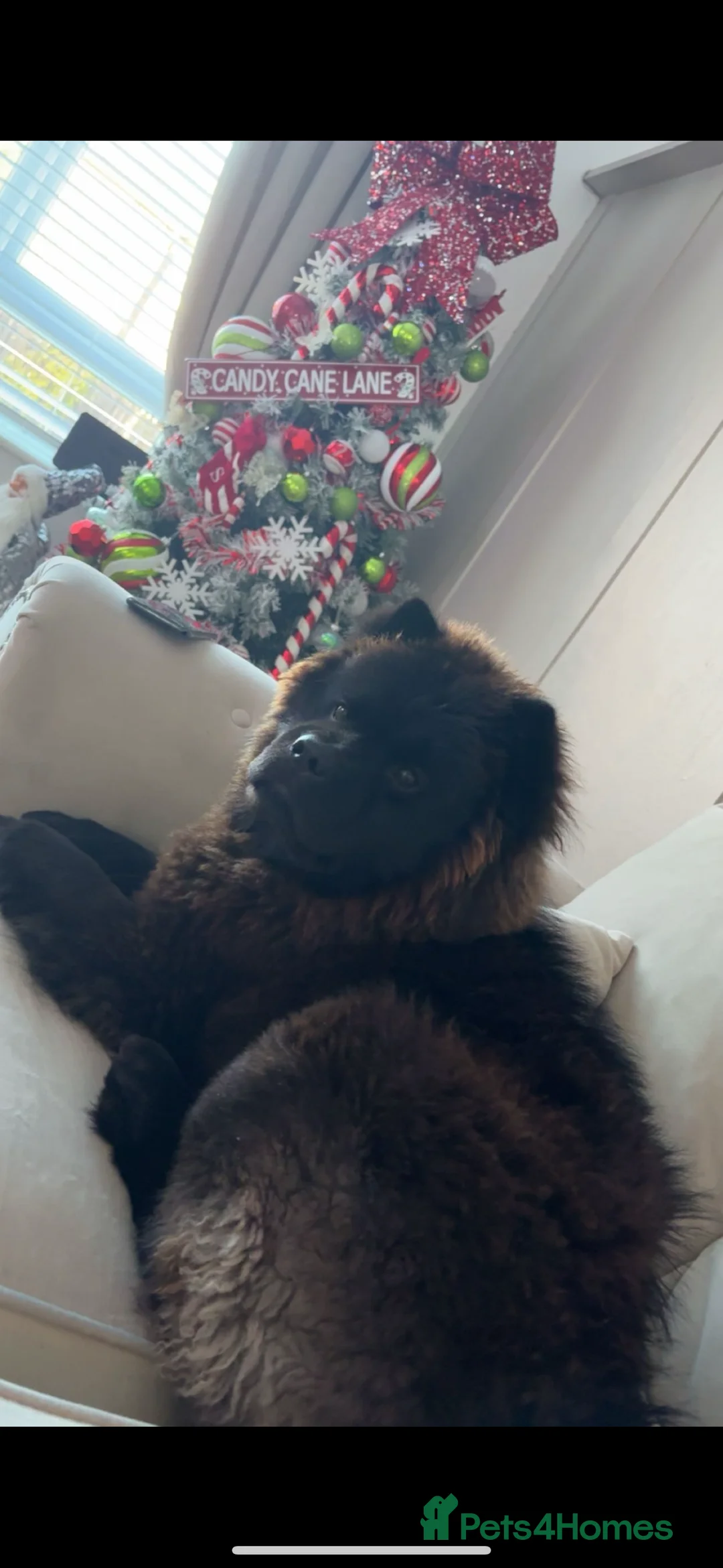 Chow Chow dogs for sale: Female Chow chow Bear - Advert 6