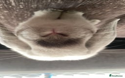 Mini Lop rabbits for sale: Hello I’m Bear - Image 1