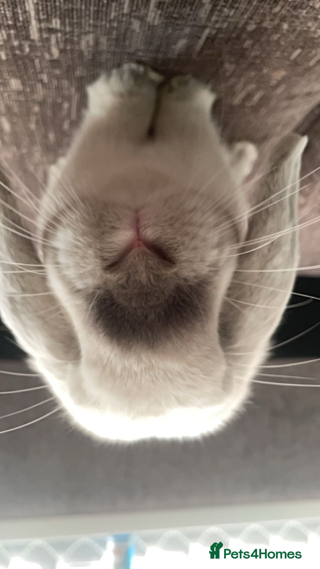Mini Lop rabbits for sale: Hello I’m Bear - Image 1