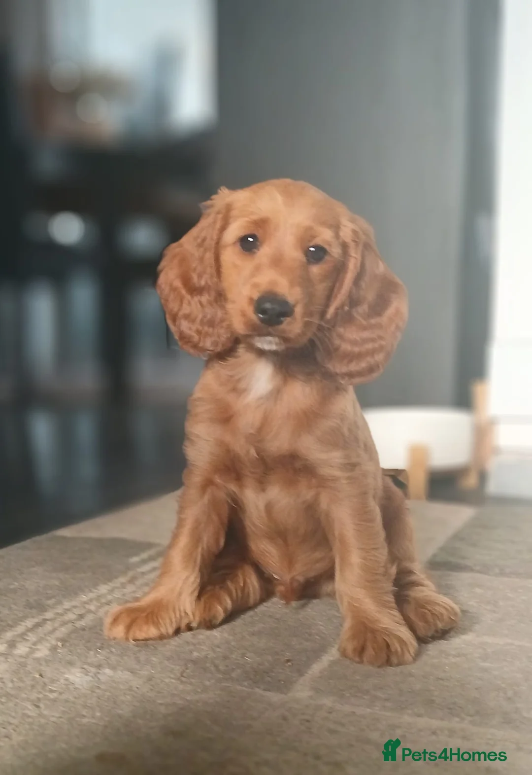 Cockapoo dogs for sale: Cockapoo Male Puppies  in Clacton-on-Sea - Advert 5