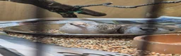 Doves birds for sale: Young Silver Diamond Dove in Chester - Advert 2