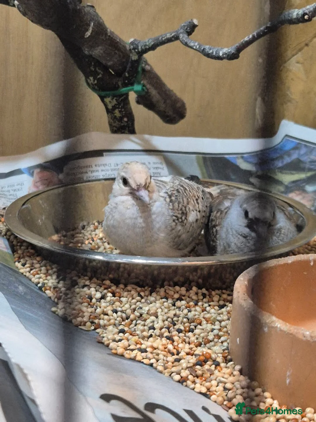 Doves birds for sale: Young Silver Diamond Dove in Chester - Advert 2