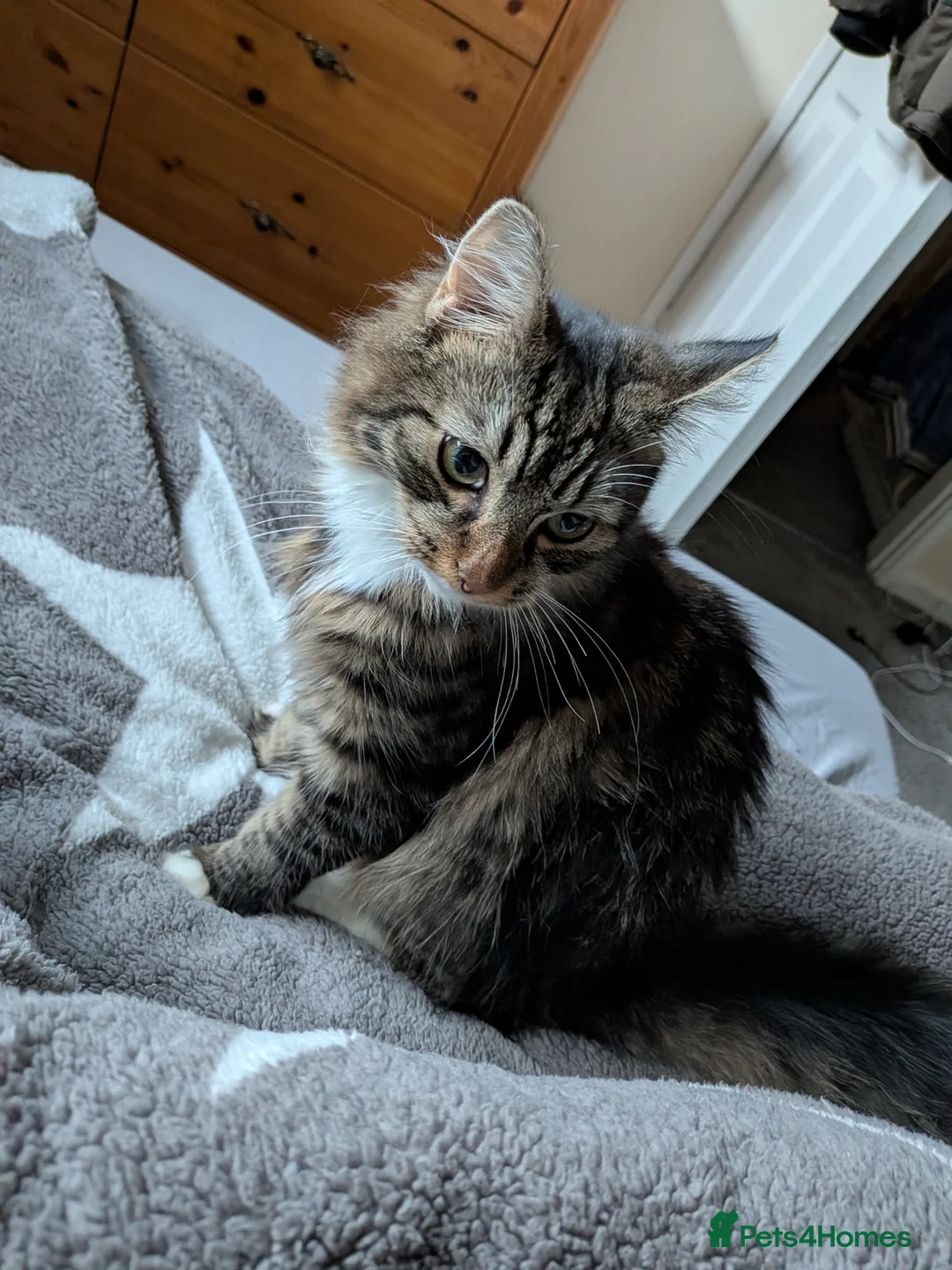 Mixed Breed cats for sale: Male kitten 7 months old  in Coventry - Advert 2