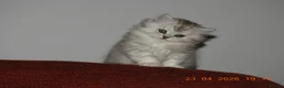 Mixed Breed cats for sale: Persian and British longhair  - Advert 8