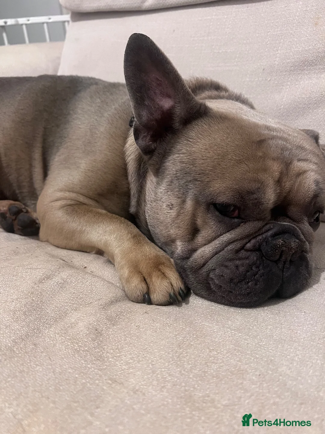 French Bulldog dogs for sale: 6 year old french bulldog  - Advert 3