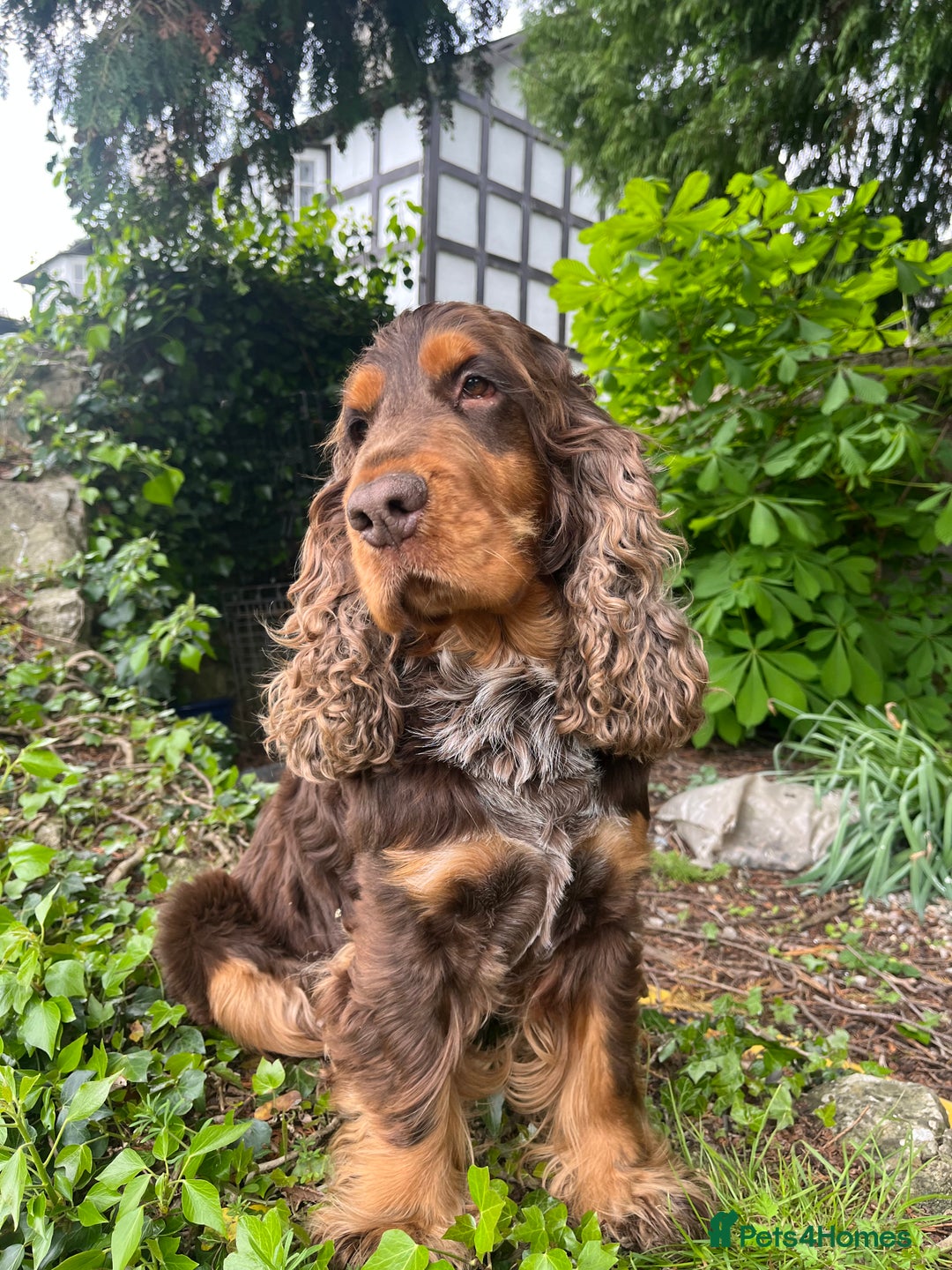 Cocker Spaniel dogs for stud: KC Classic TRUE SHOW Cocker Spaniel Stud in Ruthin - Advert 2